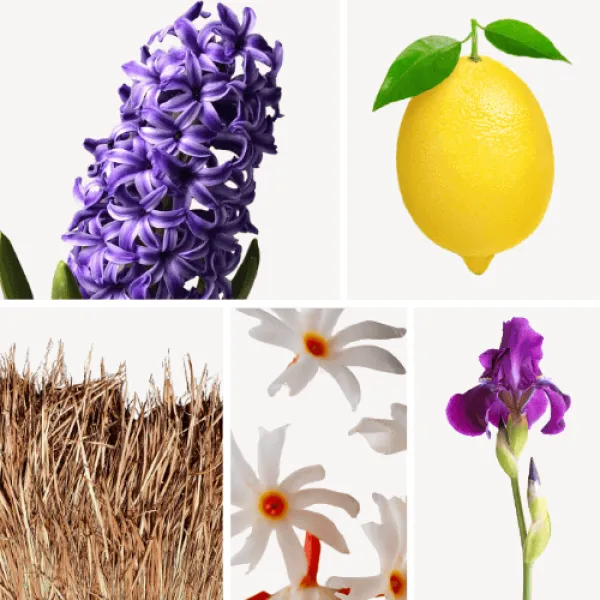 Duftnoten: Hyazinthe, Jasmin, Vetiver, Zitrone, Schwertlilie Duftnoten: Hyazinthe, Jasmin, Vetiver, Zitrone, Schwertlilie